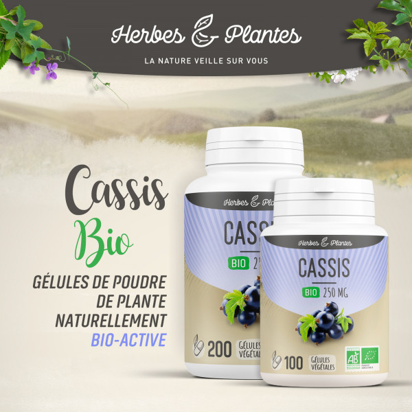 Cassis Bio - 250 mg - Gélules végétales