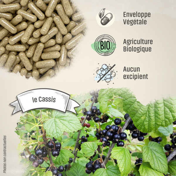 Cassis Bio - 250 mg - Gélules végétales