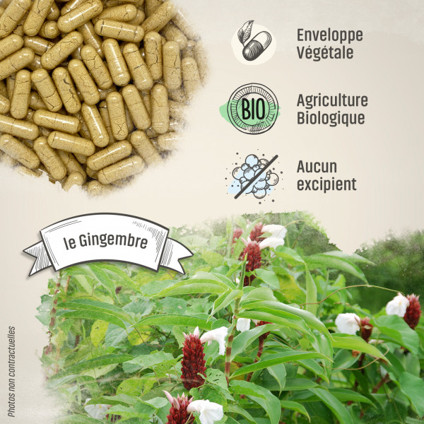 Gingembre Bio - 250 mg - Gélules végétales