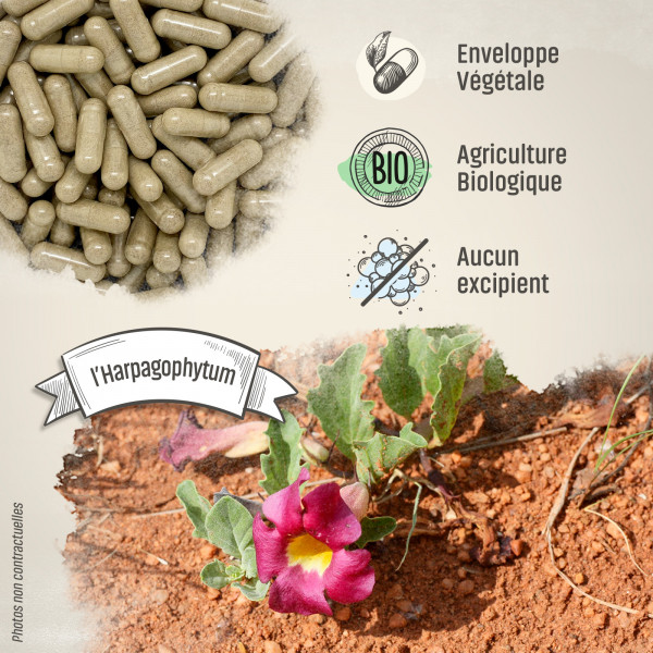 Harpagophytum Bio - 330 mg - Gélules végétales