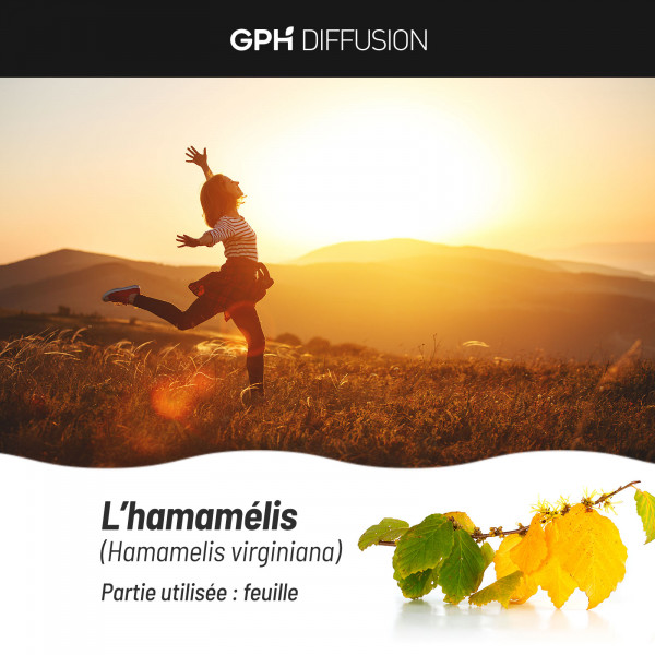 Gélules hamamélis