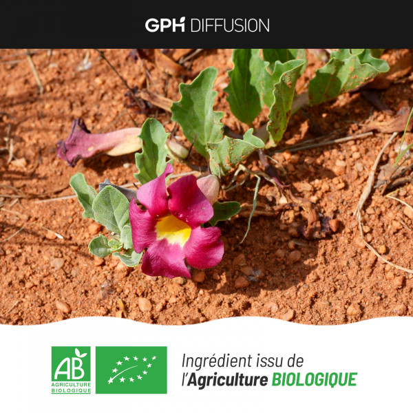 Harpagophytum Bio en gélules