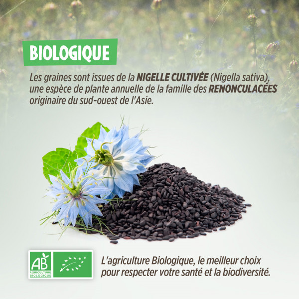 Graines de Nigelle Biologique 