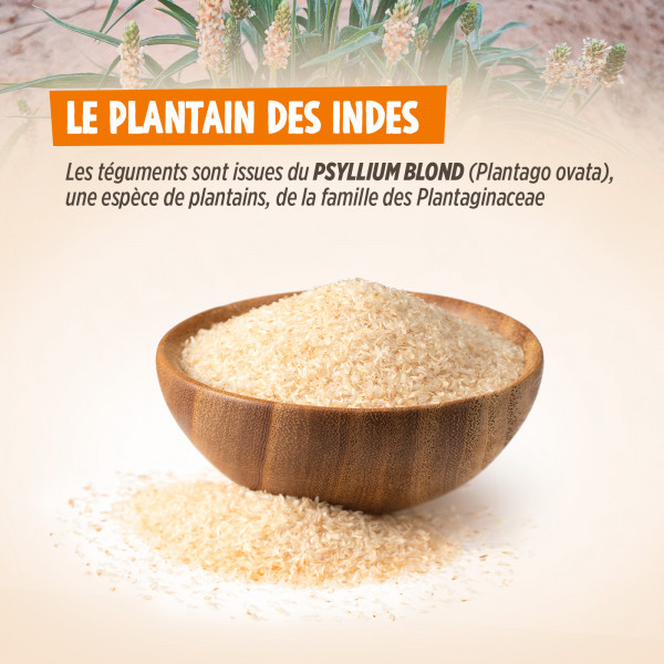 Psyllium Blond Téguments 