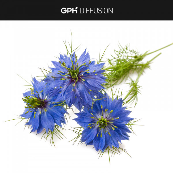 Nigella sativa - 500 mg - GPH