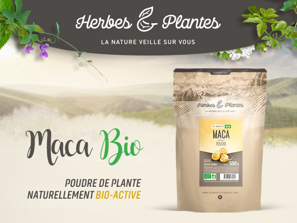 african mask plant African Mask Plant  Zelen