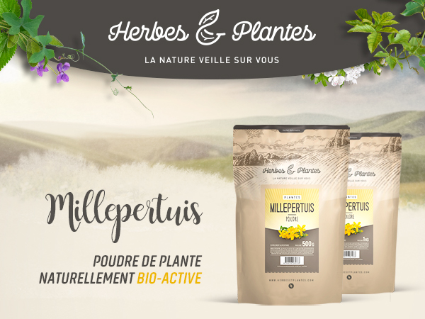 Le Millepertuis à feuilles étroites - Hypericum perforatum var Le Millepertuis à feuilles étroites - Hypericum perforatum var
