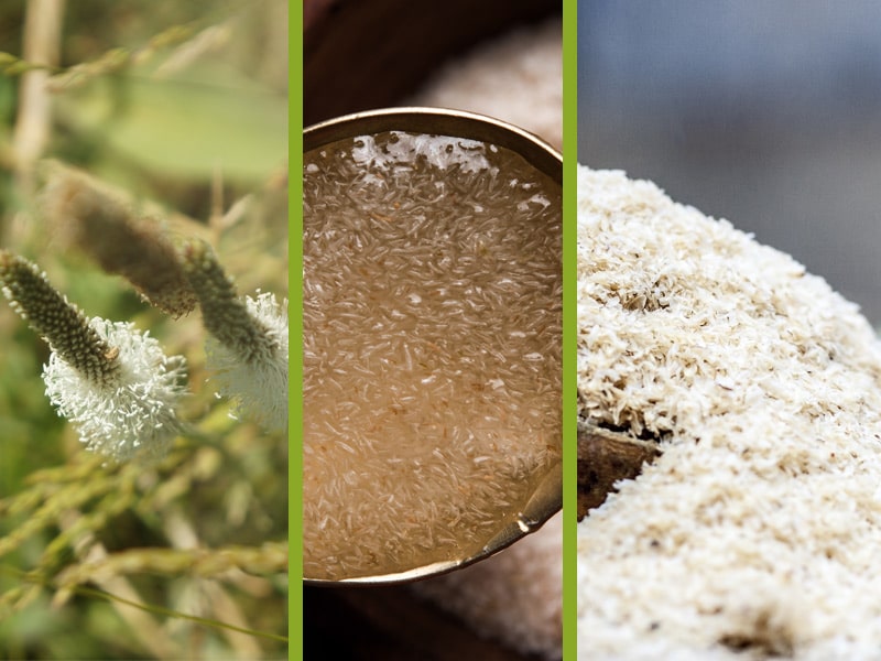 Tout savoir sur le Psyllium blond - Tout savoir sur le Psyllium