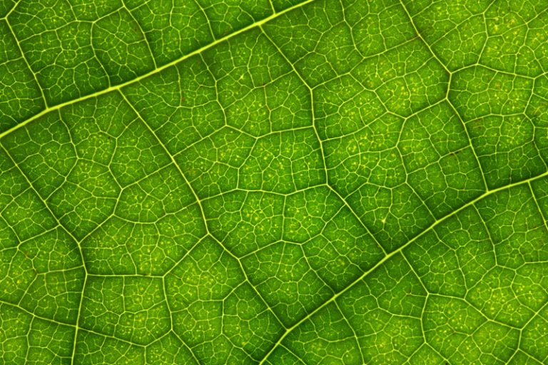 Pourquoi la chlorophylle n'absorbe pas la couleur verte ?