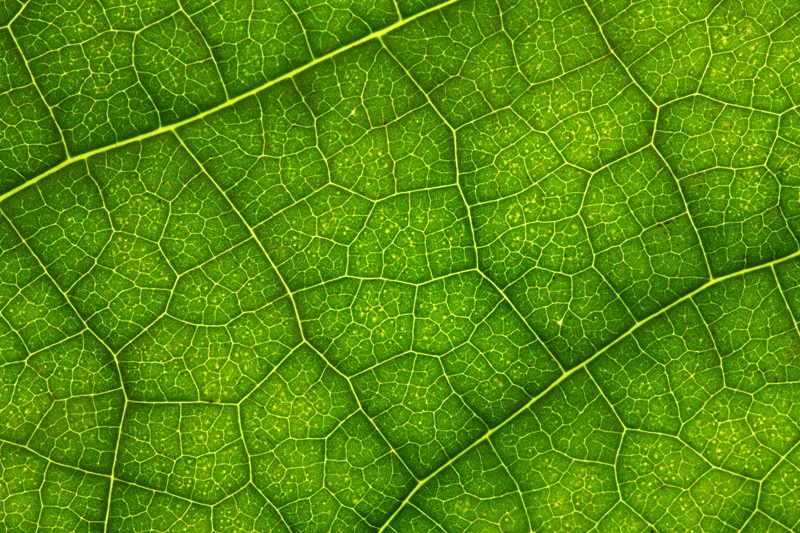 chlorophylle