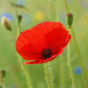 Coquelicot