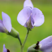 Desmodium