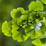 Ginkgo Biloba