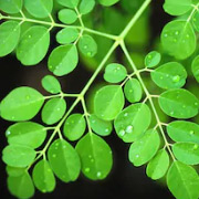 moringa