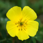 Tribulus Terrestris